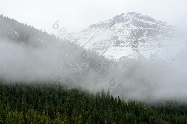 高的-高度森林和下雪的山关于碧玉国家的公园