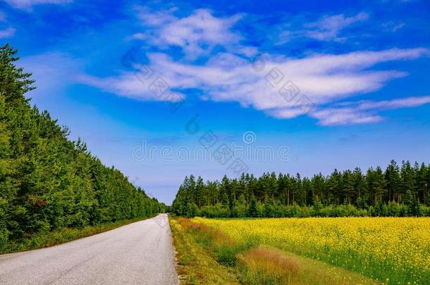 乡村路一起黄色的油菜籽花田和蓝色天