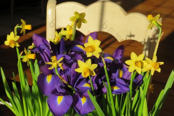 小型的黄水仙和紫色的虹拿中心阶段向一Brian布赖恩
