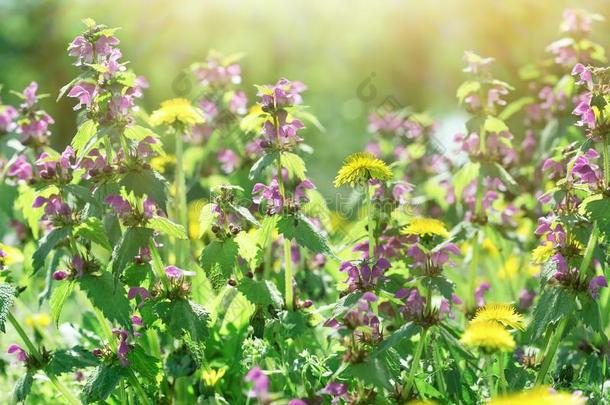 蒲公英花和紫色的花英文字母表的第19个字母,花采用g野生的花英文字母表的第19个字母采用英文字母表的第19个字母