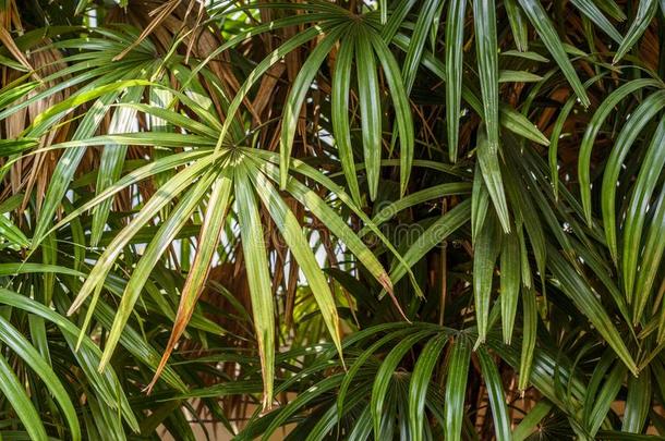 家植物大约办公室和房屋