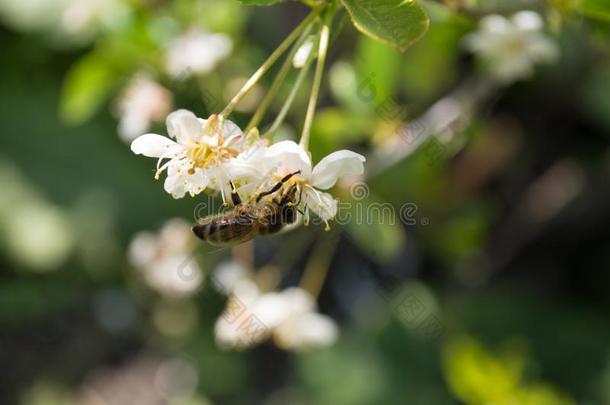 一工人蜜蜂向一樱桃花