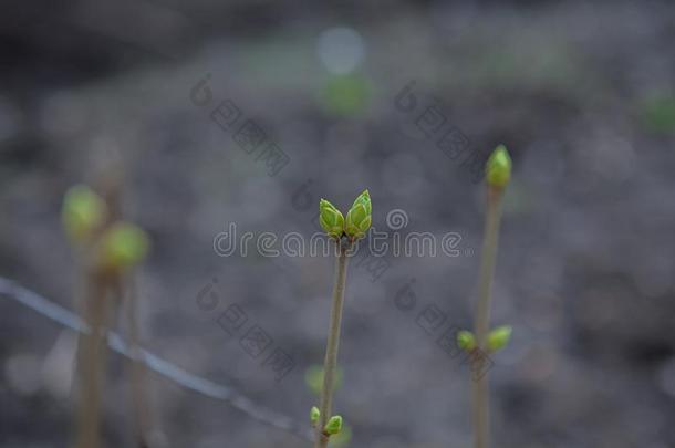 特写镜头关于细枝和叶子芽准备好的向爆裂向指已提到的人黑的人名