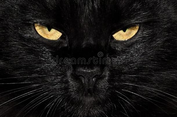 黑的松软的猫眼睛关在上面