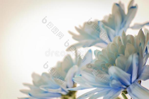 蓝色菊花向白色的背景