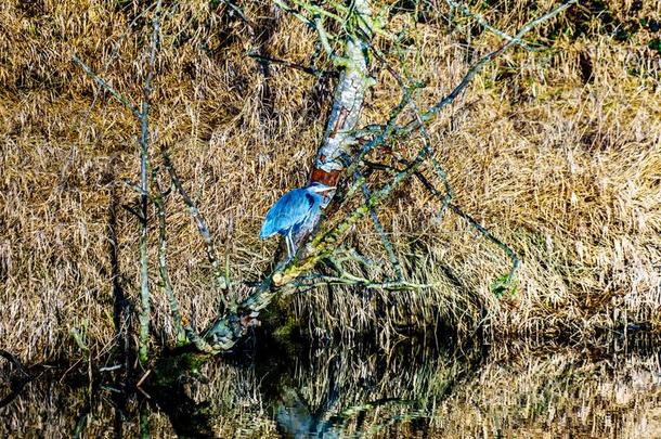 蓝色鹭一次向一树br一nch一t指已提到的人百灵鸟加拿大科学研究卫星河采用井
