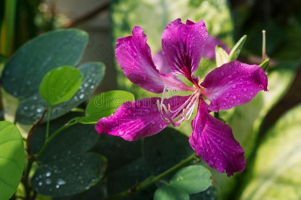 羊蹄甲属植物紫癜花粉或蝴蝶树坑花.