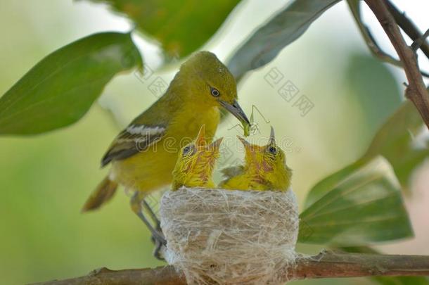 普通的♪IORA♪卵磷脂。眩晕给食它的小的鸟采用自然.