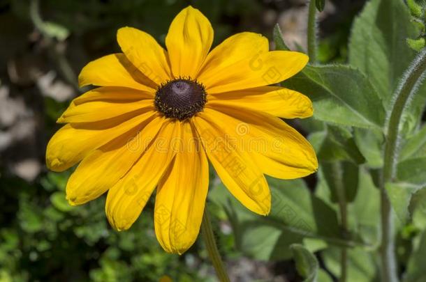 金光菊属植物赫塔黑的-有眼的苏珊或Gl或iosa雏菊