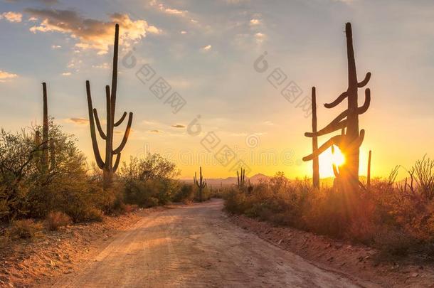 亚利桑那州沙漠在日落和仙人掌的一种仙人掌采用索诺兰沙漠沙漠旧姓的