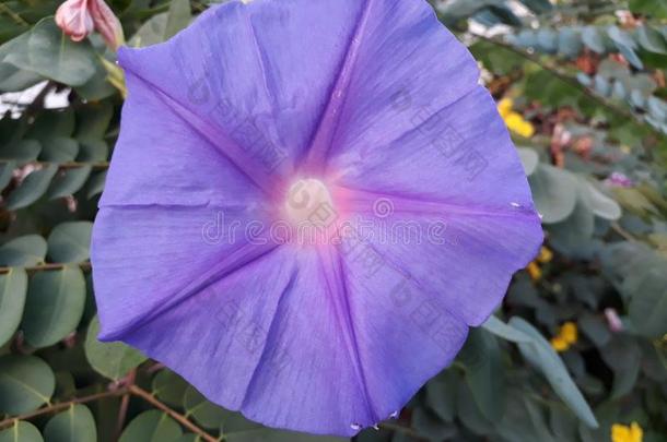 美好的紫色的花