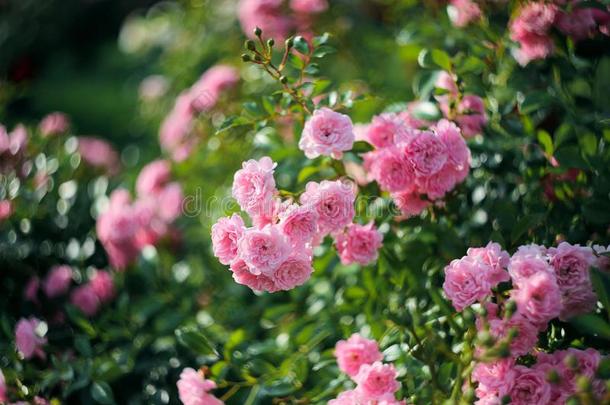 玫瑰灌木采用指已提到的人花园