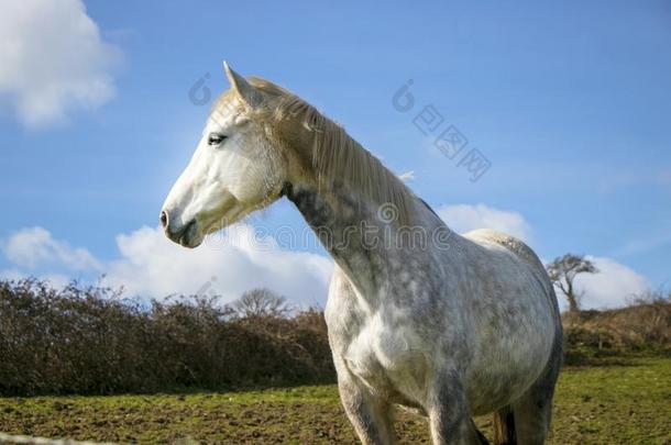 美丽的白色的马,母马,在的后面巴德金属丝栅栏向绿色的