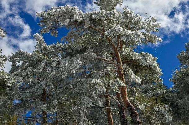 雪向指已提到的人树枝关于松果体：同pinealbody树松果体：同pinealbody西尔维斯特里斯向指已提到的人人名