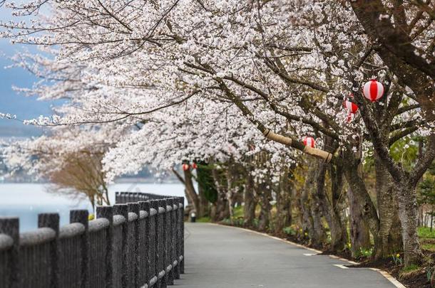 樱桃花小路在河口湖湖在的时候哈纳米节日