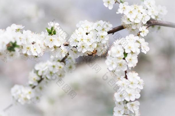开花树枝关于一树和一蜜蜂