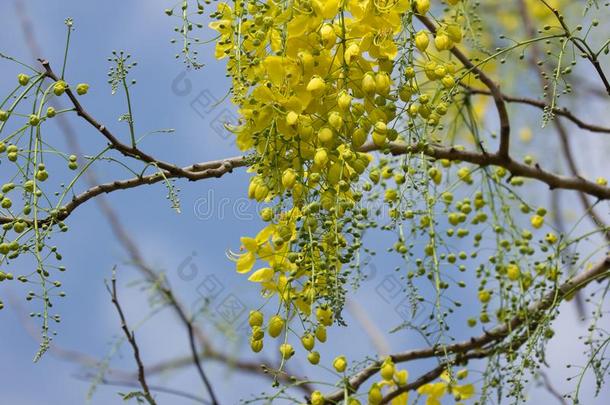 小的黄色的花或<strong>桂皮</strong>瘘花