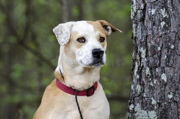 实验室斗牛犬混合的产狗和红色的衣领,宠物采用摄影师