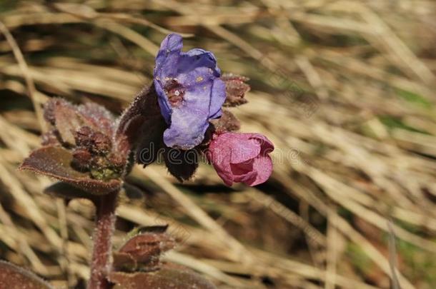 年幼的粉红色的和年长的蓝色紫色的花关于普通的疗肺草属草