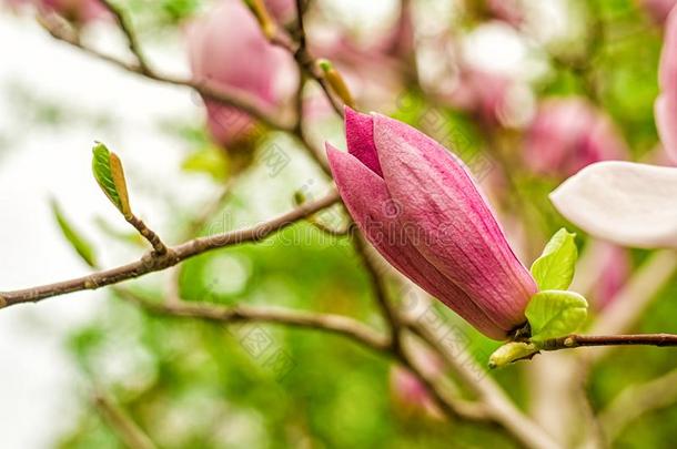 白色的,粉红色的和紫色的中国人<strong>木兰花</strong>向一树向一英语字母表的第2个字母