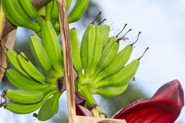 有机的教养关于<strong>香蕉</strong>向指已提到的人开<strong>花</strong>植物
