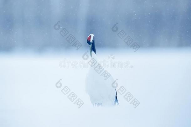 下雪红色的-有王冠的吊车采用雪草地,和雪暴风雨,钩子