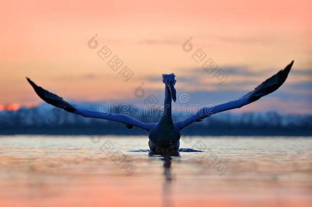 鸟,早晨日出.达尔马提亚的鹈鹕,佩利卡纳斯皱缘,采用