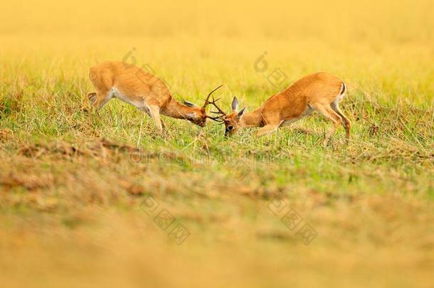 巴西苏木鹿战斗.两个动物采用草.南美无树木的大草原鹿,臭氧发生器