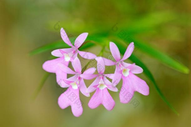 欧斯特德拉<strong>积雪草</strong>,巴拿马<strong>草</strong>帽野生的兰花,粉红色的花,自然