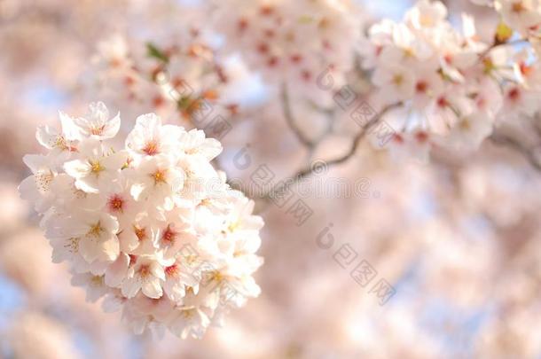 日本人樱桃花树满的盛开的或春季背景