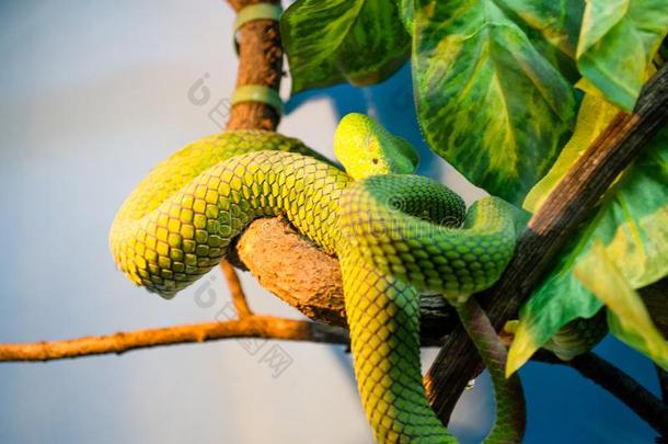 照片有毒的绿色的蛇,库夫.
