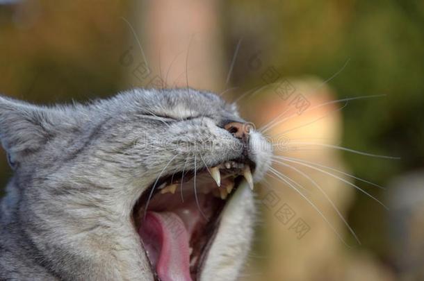 指已提到的人灰色猫有一敞开的口一d<strong>乏味</strong>或枯燥的事物