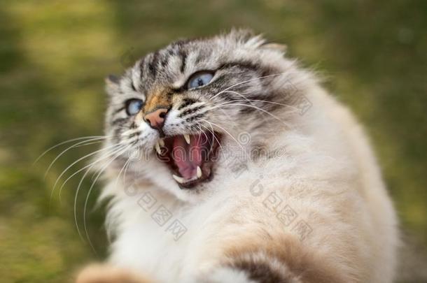 一肖像关于狂怒的暹罗人猫,一宠物一tt一cked一m一n防御