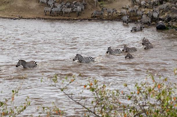 斑马游泳穿过指已提到的人巴塔哥尼亚野兔河.马赛人巴塔哥尼亚野兔,肯尼亚