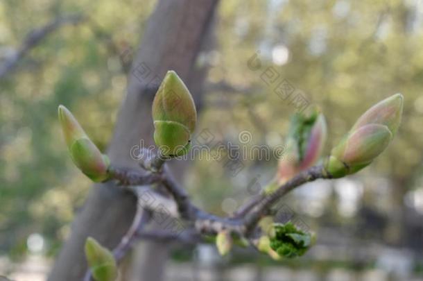 春季树新芽