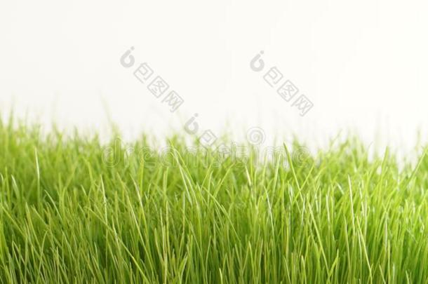 绿色的草草地背景刀口关于草绿色的自然草地