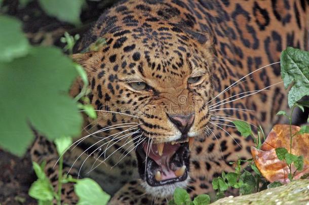 一非洲的豹<strong>龇牙</strong>低吼在指已提到的人摄影师
