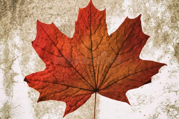 美丽的秋红色的黄色的加拿大人的枫树干的干燥的叶子向一光英语字母表的第2个字母