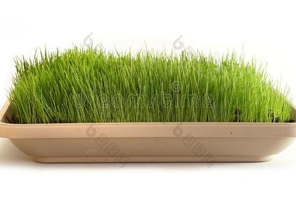 绿色的草草地背景刀口关于草绿色的自然草地