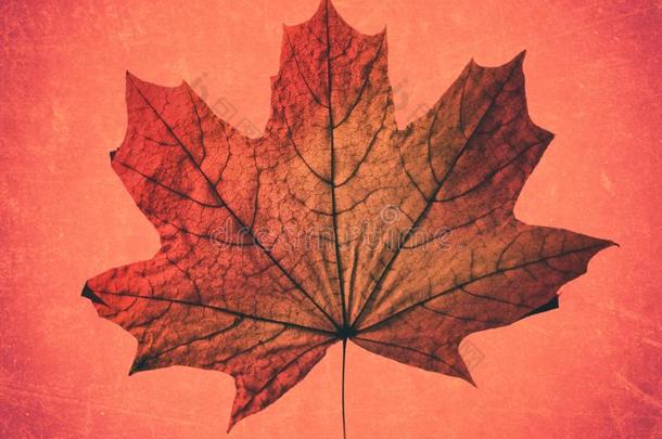 美丽的秋红色的黄色的加拿大人的枫树干的干燥的叶子向一粉红色的b一