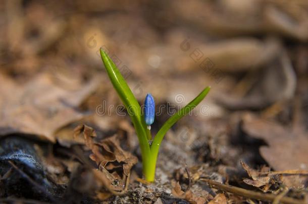 报春花,花绵枣儿属植物双<strong>玉兰</strong>关-在上面