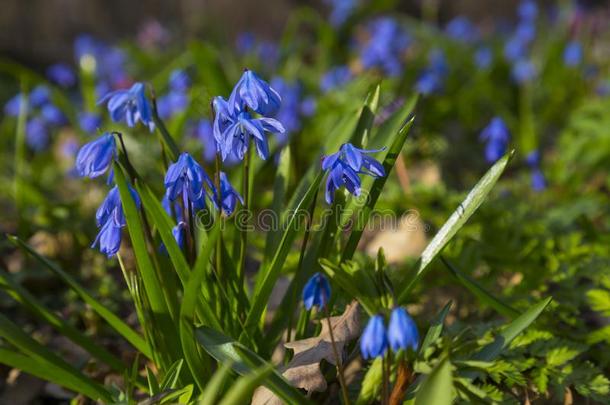 报春花,绵枣儿属植物双玉兰蓝色花采用森林