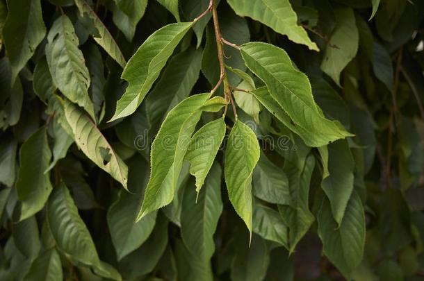 蔷薇科树亚毛状毛树枝