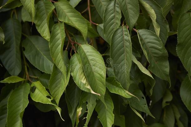 蔷薇科树亚毛状毛树枝