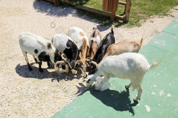 山羊兽群台采用高原肺水肿关于圆eat采用g喂养向农场.动物