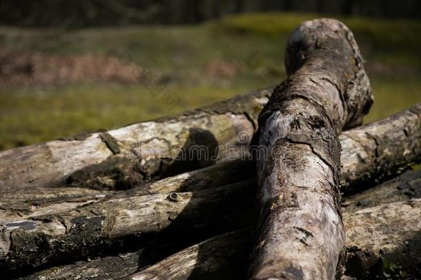 阵亡者树<strong>记录</strong>采用森林沙叶斯老的长满苔藓的质地
