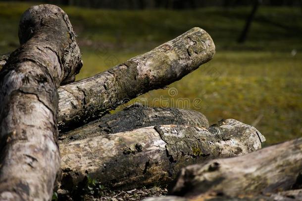 阵亡者树<strong>记录</strong>采用森林沙叶斯老的长满苔藓的质地