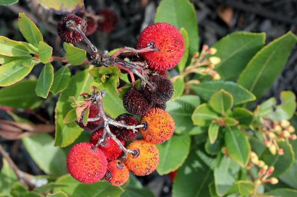 草莓喜欢成果关于野草莓树无尾的,草莓树