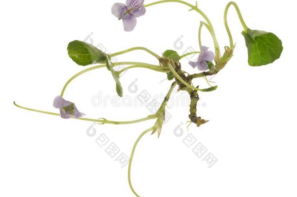 沼泽紫罗兰,中提琴沼泽的植物隔离的向白色的背景