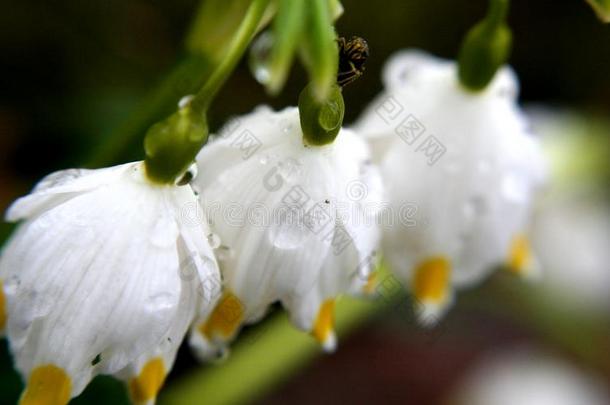 落下关于雨水向指已提到的人第一春季花-雪花莲.